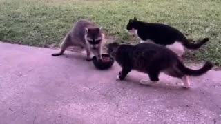 Raccoon steals cat food then waddled off on two legs