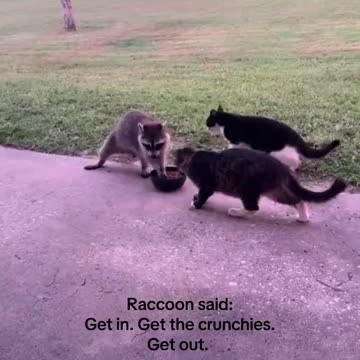 Raccoon steals cat food then waddled off on two legs