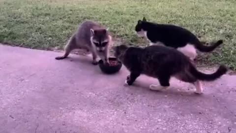 Raccoon steals cat food then waddled off on two legs