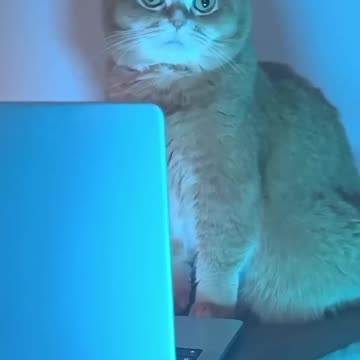 You Won’t Believe What This Cat Just Did!