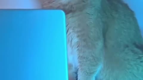 You Won’t Believe What This Cat Just Did!
