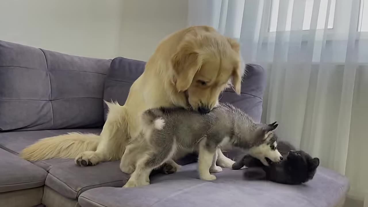 how-a-golden-retriever-introduces-a-husky-puppy-to-a-kitten-for-the-first-time-so-funny