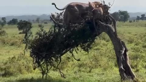 Poor little tree
