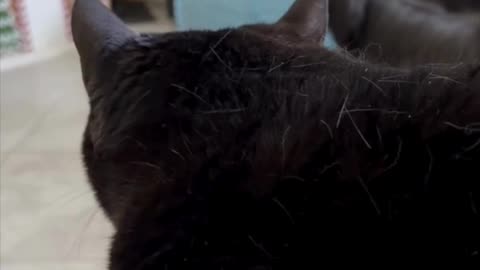 Cute Precious Piper Watches Maggie the Dog. - My Adopted Shelter Cat Vlog #shorts