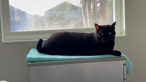Cute Precious Piper Yawns Four Times in Her Spa - Adopting a Cat from a Shelter Vlog