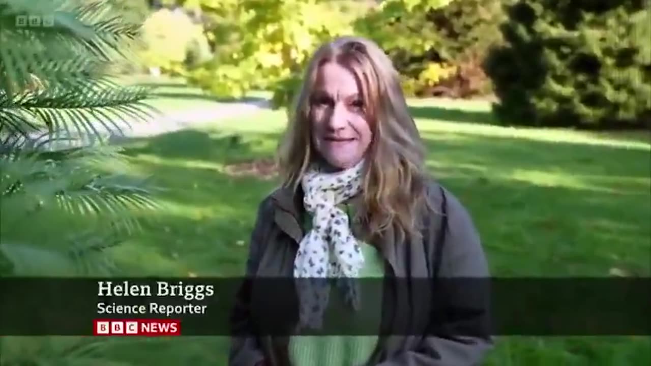 BBC Now Blames Forests for Climate Change—Says Trees Can’t Absorb CO₂ Anymore