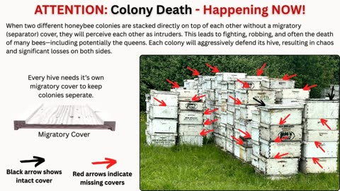 SHUNGITE REALITY 6/3/25 - Truck Accident and Bee Rescue