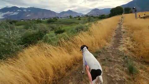 Good Morning & Dog Walk...
