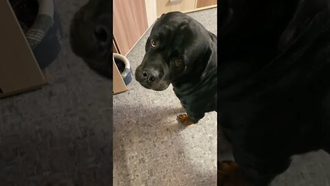 #shorts Смешные Собаки Из Тик Тока 22