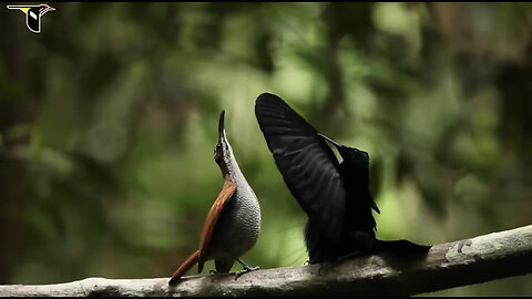 Magnificent Riflebird