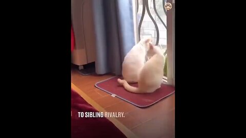 Komik Havyan Videoları