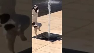 PUPPIES! #13 | Que cachorrinho mais fofo!!❤ #pets | #shorts