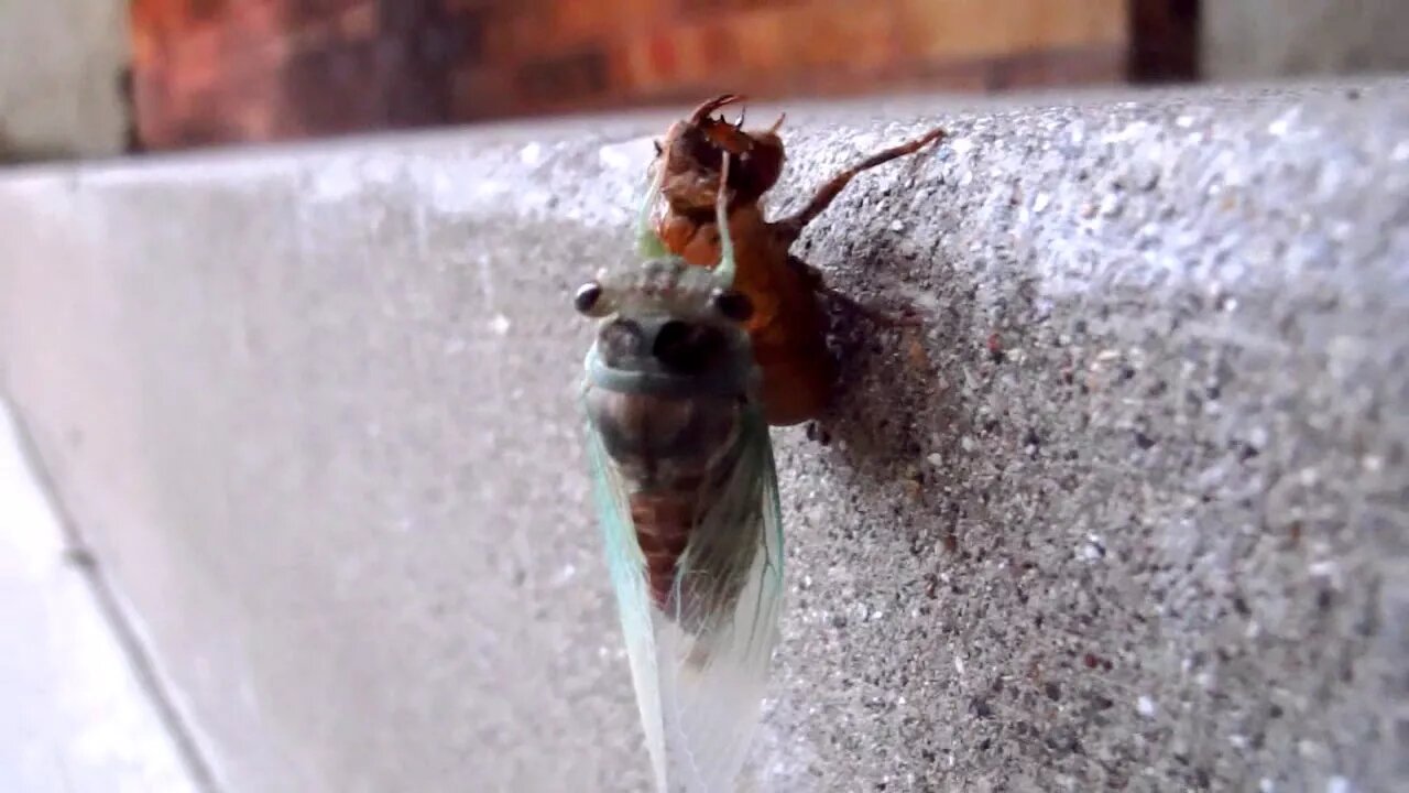 Suddenly A Cicada Video!