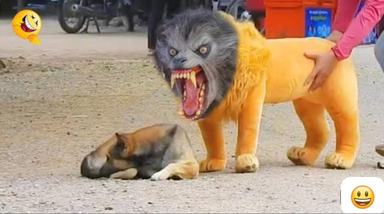 RoSeakin Troll Prank Dog Funny & fake Lion and Fake Tiger Prank To dog & Huge Box Prank to dog