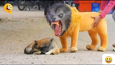 RoSeakin Troll Prank Dog Funny & fake Lion and Fake Tiger Prank To dog & Huge Box Prank to dog