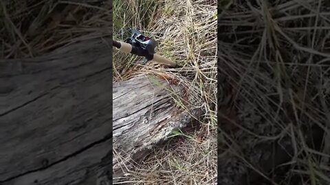 Dangerous things while fishing, water moccasins Close call