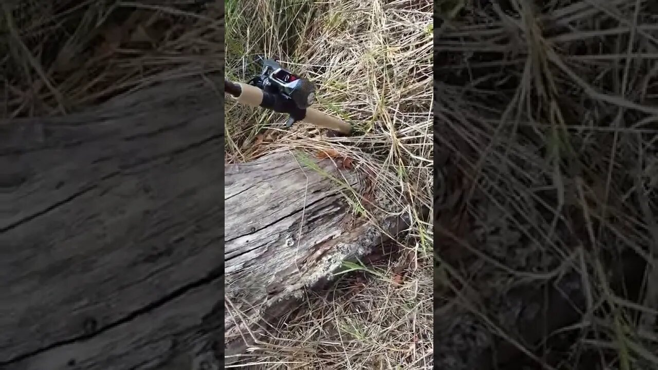 Dangerous things while fishing, water moccasins Close call