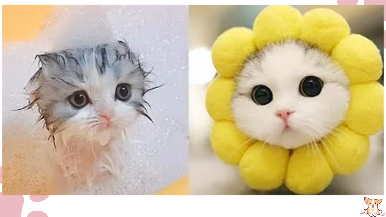 CUTE ANIMALS BABY VIDEOS | BABY ANIMALS VIDEO