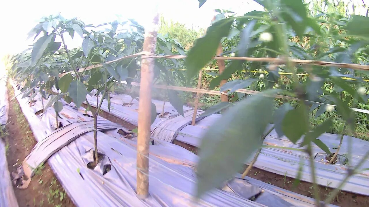 韩国香辣美人椒产量惊人,果实挂满枝头