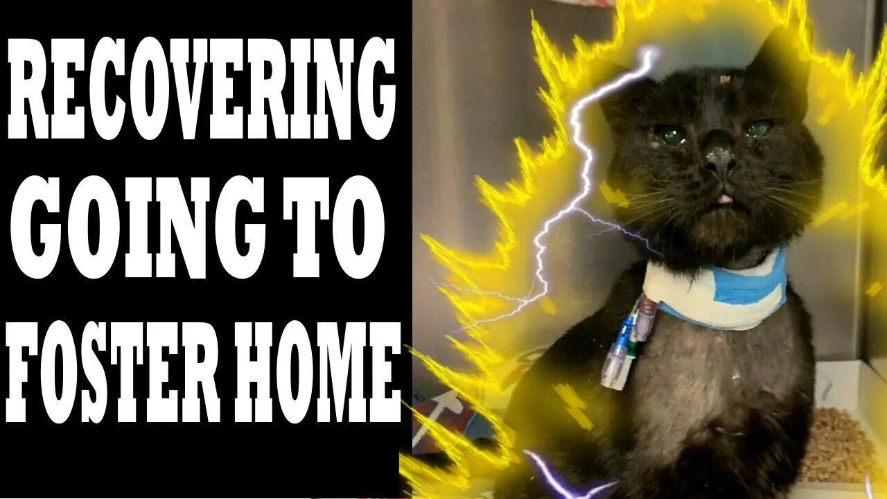 Teens Surrender in Buddy the Cat Attack by Youths with Pit bulls