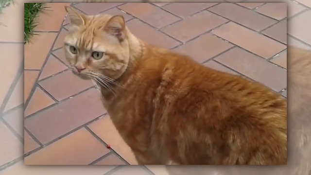 The cat is around on the mount, but when her owner cames back...