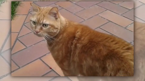 The cat is around on the mount, but when her owner cames back...
