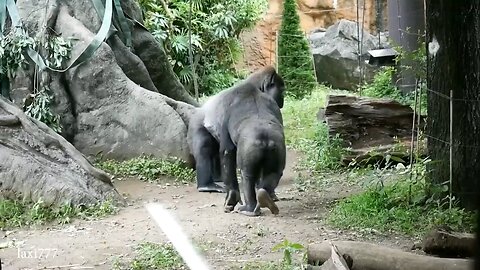 animals funny moments