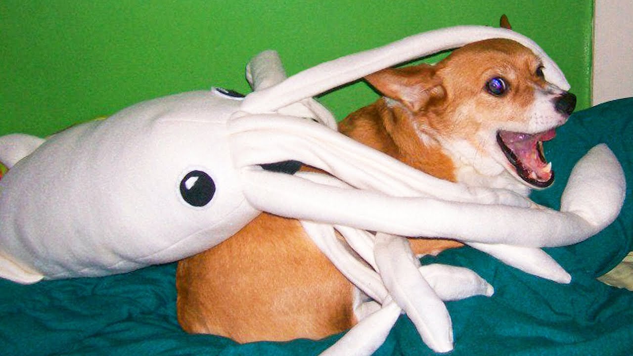 🙉 Funny Dogs, Cats and Animals Videos 🤩 TRY Not to Laugh!