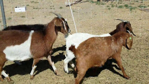 Mean Goats
