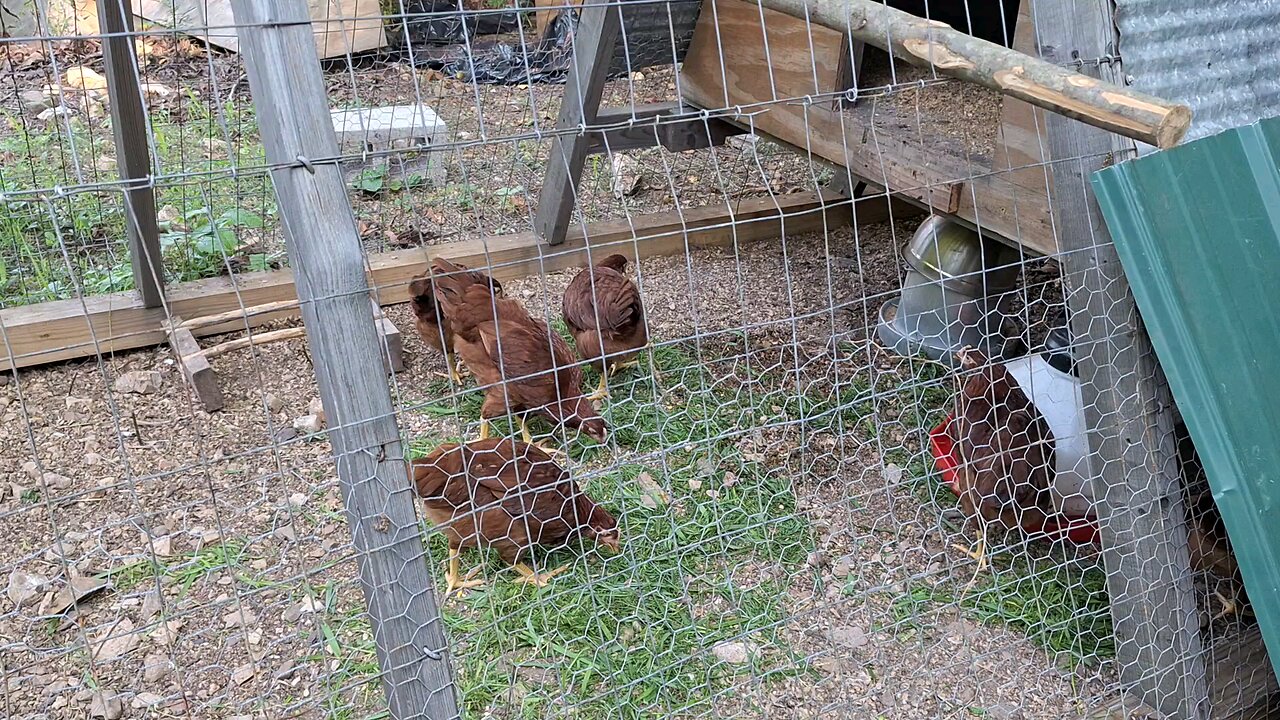 Chickens eating grass