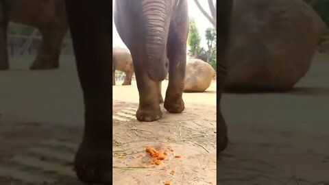 Clever Elephant Eating Carrots
