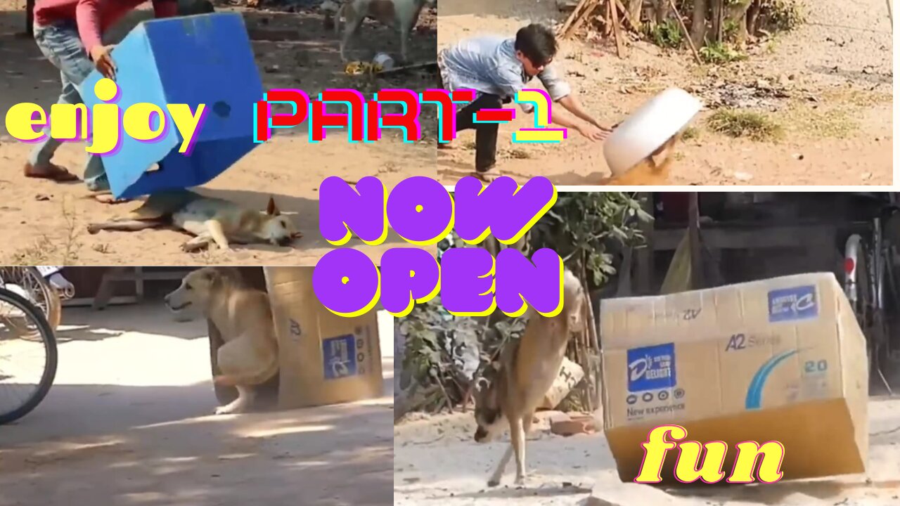 Dog prank video 😇🤣 (Box cover on the dog). PART-1