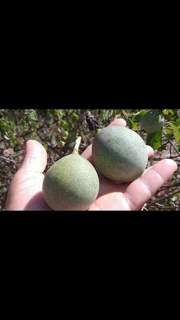 Qual o nome dessa fruta? #Nordeste