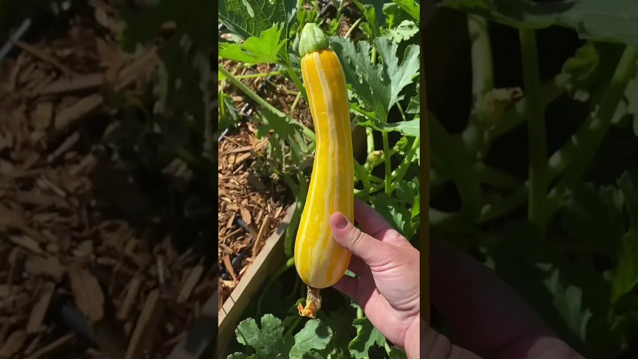WHEN to PULL a PLANT and plant something else.