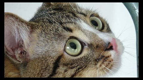 Cat Photography