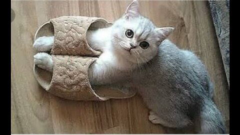 Cut cat funny video