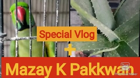 Day In My Life In Quarantine Vlog In urdu - MKP