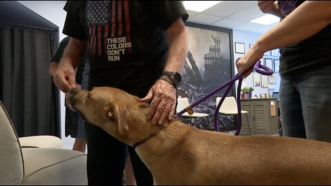 Animal rescue training rescues to become service animals