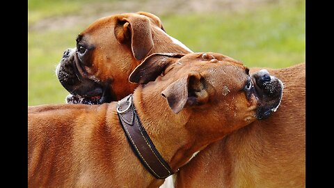dogs lovers