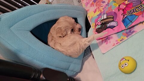 L Litter - Fun Time In The Foyer(2)