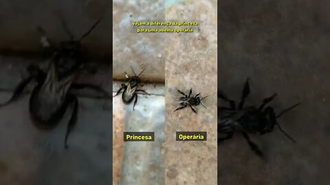 Isto é uma princesa de abelhas Mandaguari preta #Shorts
