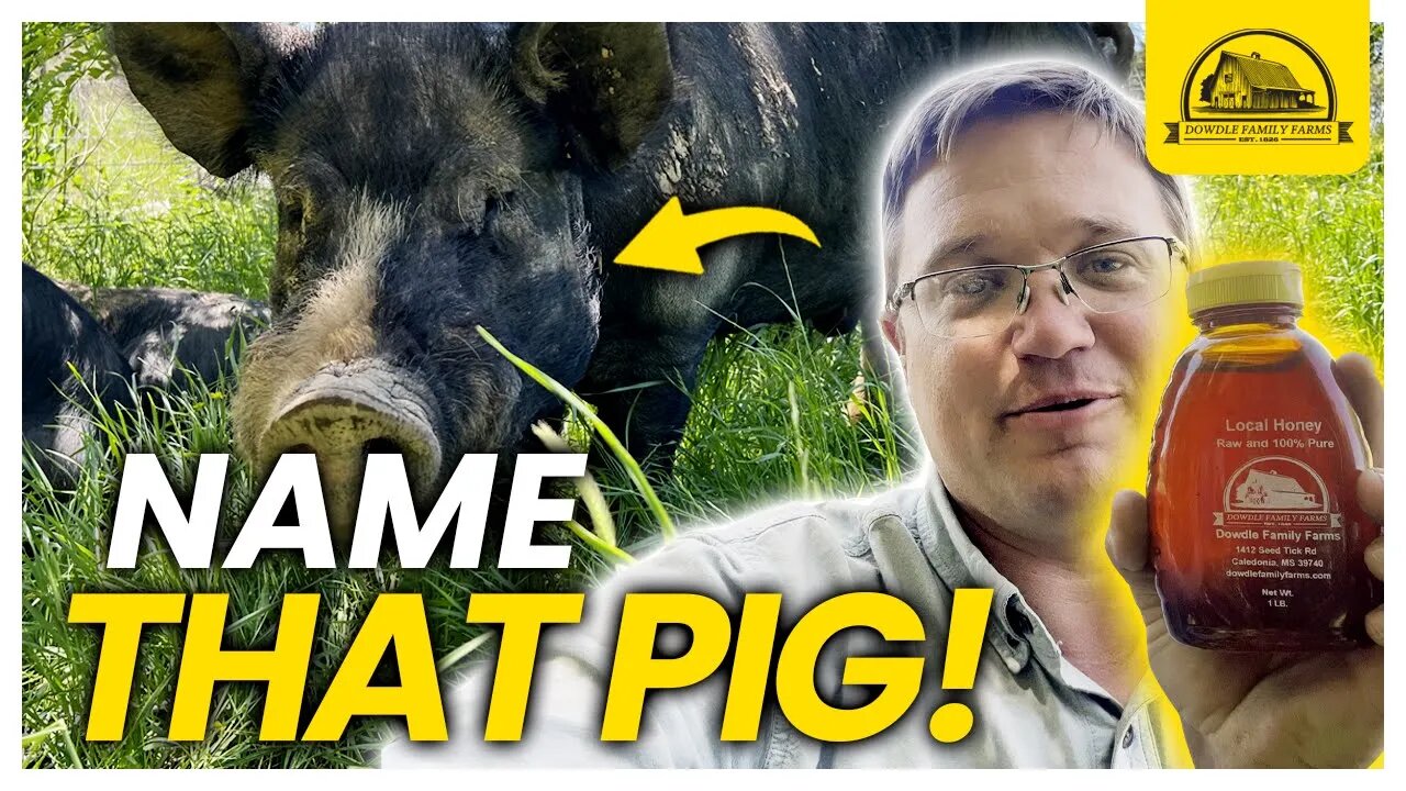 This Boar Is Humungous: Can You Name Him?