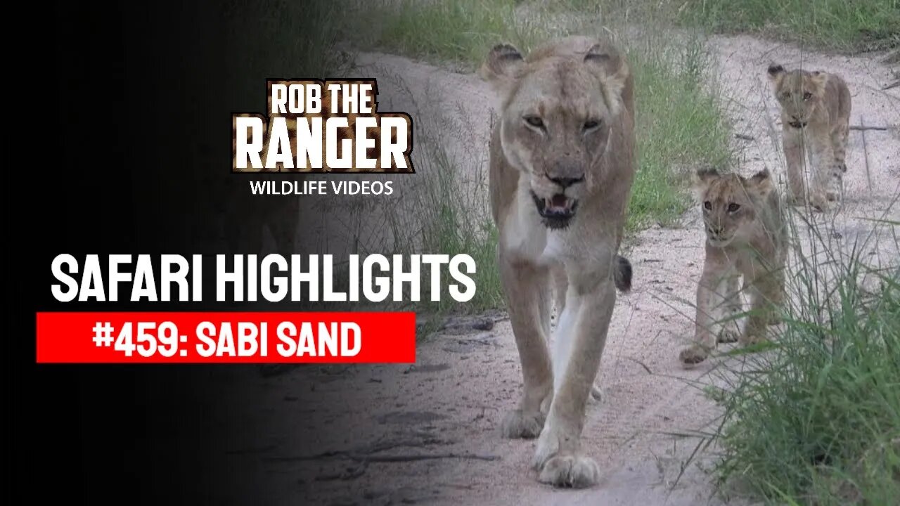 Safari Highlights #459: 07 - 10 February 2017 | Sabi Sand Nature Reserve | Latest Wildlife Sightings