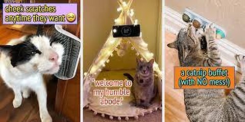 💯Funny_cat's_moments_🤣🐱🐶