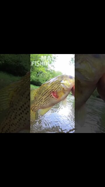 Creekwalking and a FISHIN MISSION!