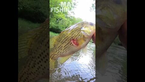 Creekwalking and a FISHIN MISSION!
