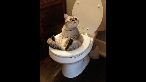 Funny & cute cat's videos watch till the end 😂