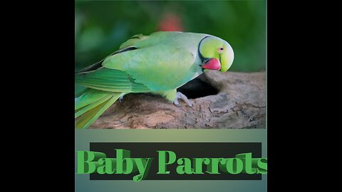 05 Baby Parrots