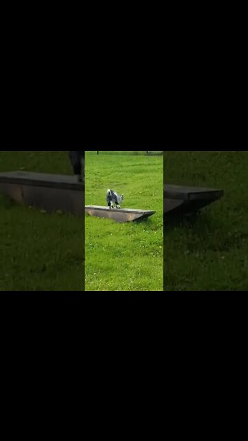 Goats are the funniest animal