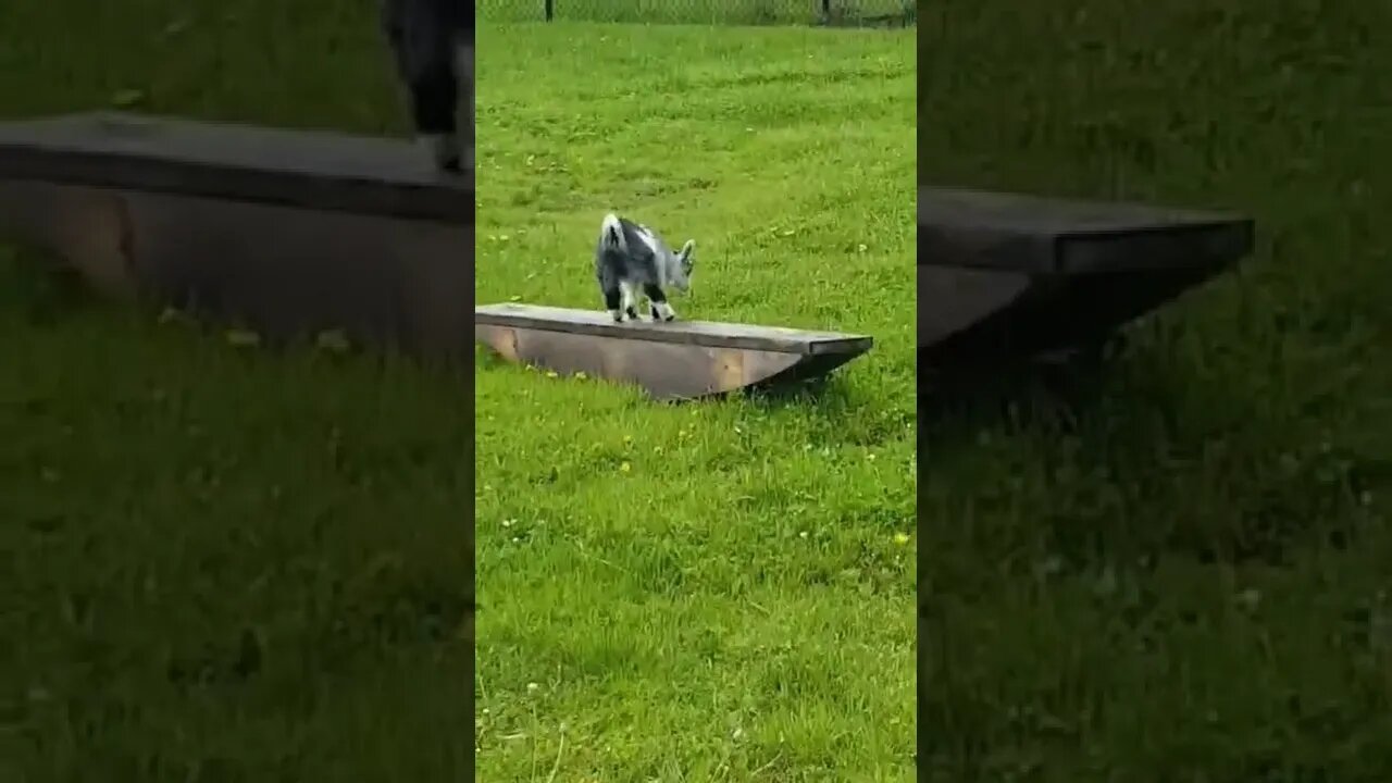 Goats are the funniest animal